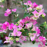 2 White Pink Bougainvillea Live Plants, Ready to Grow Plant, 5-7 Inch Tall