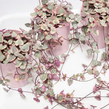 2 Live Variegated String of Hearts Plants, Potted Succulent, 4-6 Inch Tall