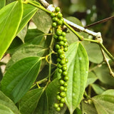 Black Pepper Live Plant, Hardy Garden Plant, 4-6 Inch Tall