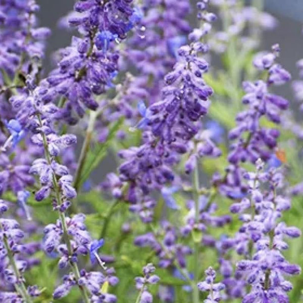 4 Tricolor Salvia Sage Bushes Plants Live, 4-6 Inch Tall
