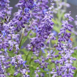 4 Random Salvia Sage Bushes, Bloom Plant, 4-6 Inch Tall