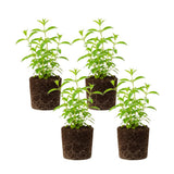 4 Stevia Live Plants, Stevia Plant, Outdoor Garden Plant, 4-6 Inch Tall