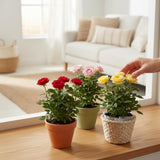 Miniature Rose Live Plant, Hardy Rose Plant, 3-5 Inch Tall, 3.5 Inch Pot