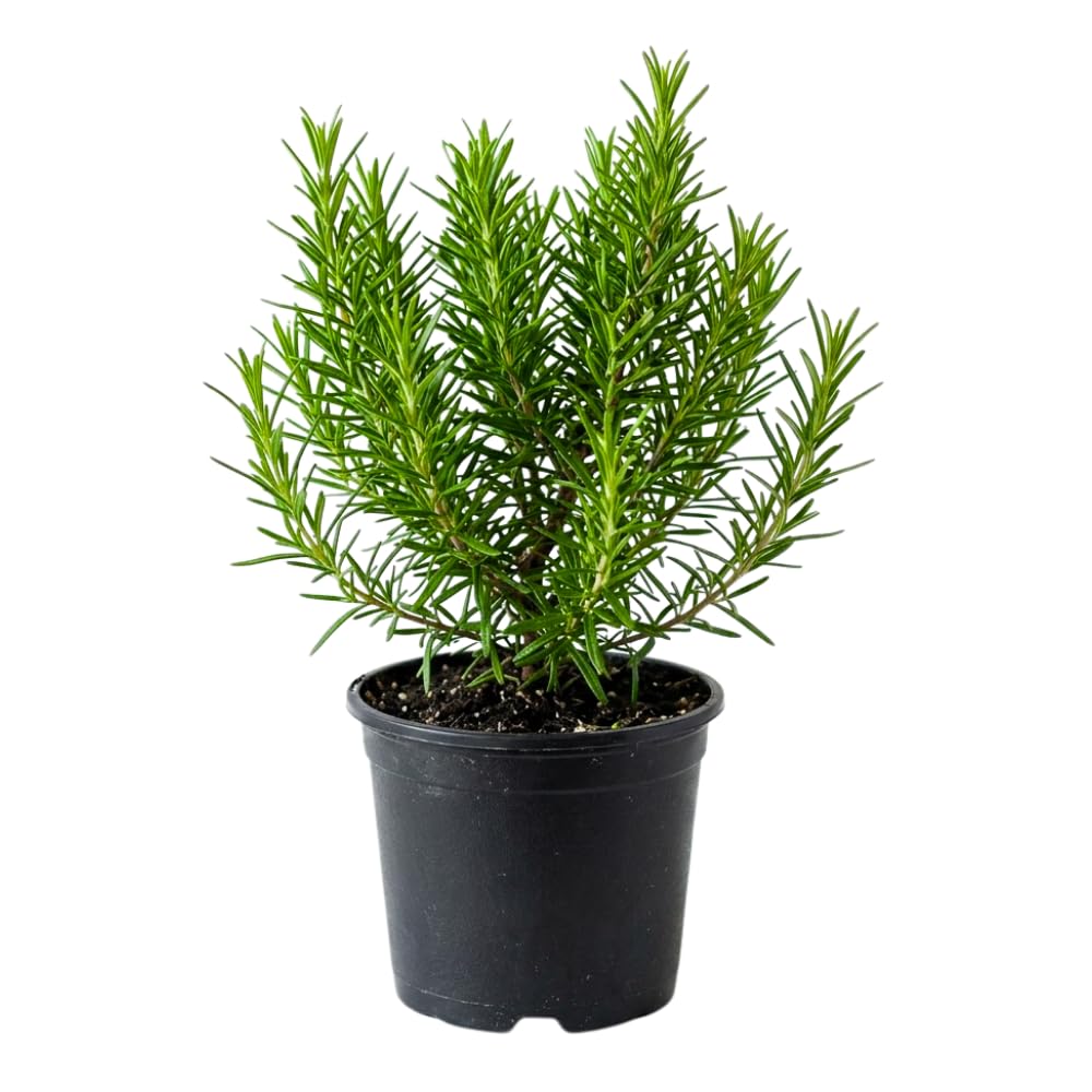 Rosemary Live Plant, Outdoor Garden Herb Plant, 4-7 Inch Tall, 4 Inch Pot