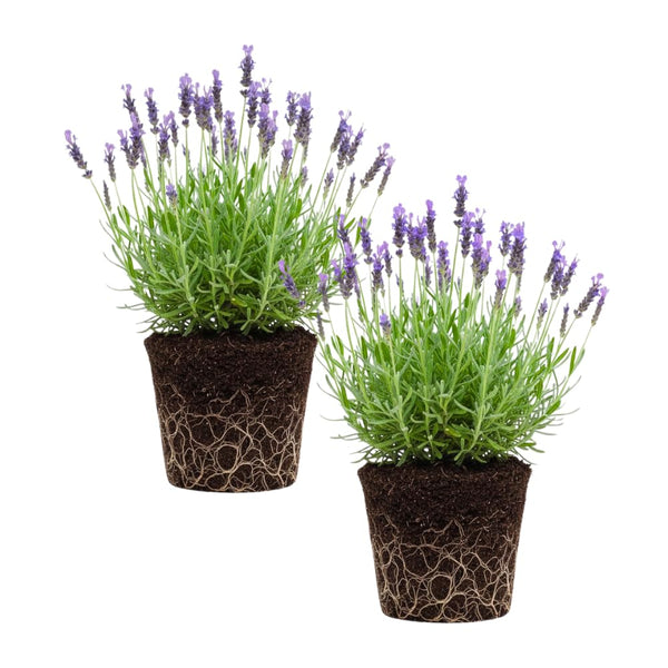 2 Blue Lavender Plants, Lavender Plants Live, 4-8 Inch Tall