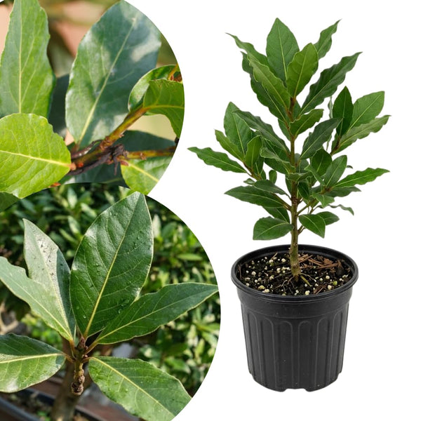 Sweet Bay Leaf Tree, Well-Rooted Starter Plant, 3-5 Inch Tall