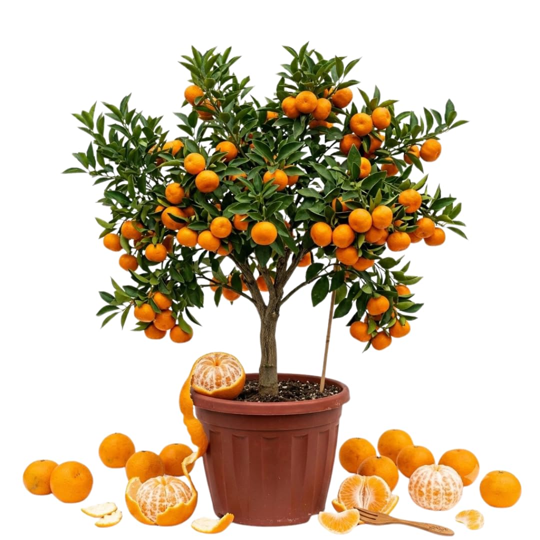 Grafted Orange Satsuma Tree Live Plant, 2-3 Ft Tall