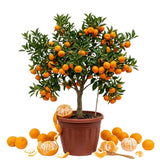 Grafted Orange Satsuma Tree Live Plant, 2-3 Ft Tall