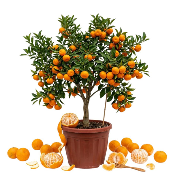 Grafted Orange Satsuma Tree Live Plant, 2-3 Ft Tall