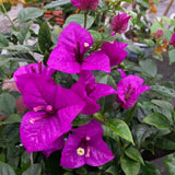 2 Purple Bougainvillea Plants Live, Patio Container Plant, 5-7 Inch Tall