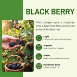 2 Arapaho Black Berry Plants, Blackberries Bush, 4-6 Inch Tall