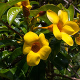 4 Yellow Mandevilla Bushes Live Plants, Tropical Flower Vine, 4-6 Inch Tall
