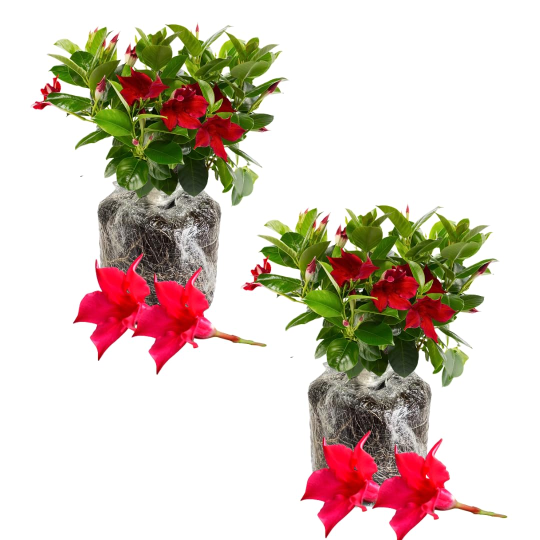 2 Red Mandevilla Live Plants, Mandevilla Live Plant, 4-6 Inch Tall
