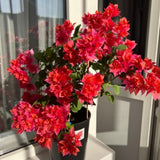 2 Double Red Bougainvillea Plants Live, Indoor Outdoor Plant, 5-7 Inch Tall