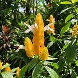 3 Yellow Shrimp Plants Live, Vibrant Flower Starter Plant, 4-7 Inch Tall