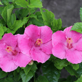 Hibiscus Plant Live, Indoor Outdoor Plant, 4-6 Inch Tall