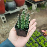 2 Starfish Cactus Succulent Live Plants, Succulent Plant, 2 Inch Pot
