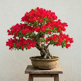 Set 2 Bougainvillea Plants Live Trees, Very Hardy 4-7" Tall, Vibrant Flowering Shrubs for Outdoor Garden, Patio, or Container Planting, No Pot (Red Bougainvillea)
