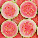 Pink Guava Live Plant, Orchard Tree, 8-10 Inch Tall
