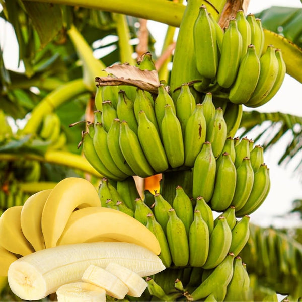 Sweet Live Banana Plant, Live Starter Plant, 4-6 Inch Tall