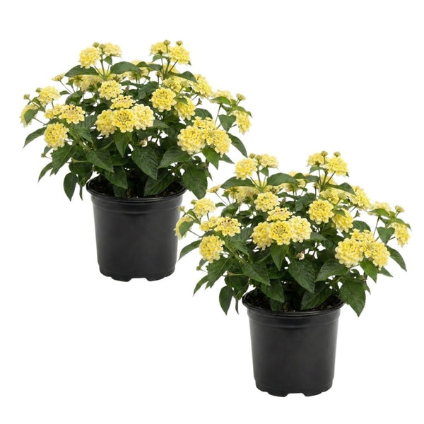 Set 2 Bright Yellow Lantana Live Plant 4-6 Inches Tall