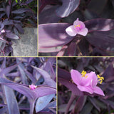 2 Purple Tradescantia Wandering Jew Plants Live, Houseplant, 4-6 Inch Tall