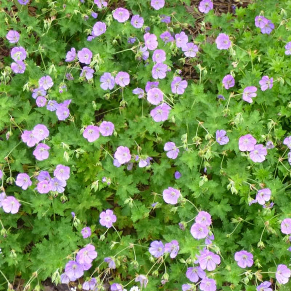 20 Geranium Bare Roots for Planting, Hardy Garden Plant