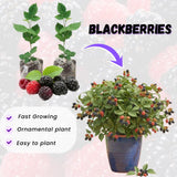 2 Osage Blackberries Plant Live, Sweet Fruit, 4-7 Inch Tall