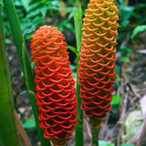 5 Red Ginger Live Roots, Culinary Herb Plant