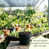 Longan Tree Plant Live, Well-Rooted Fruit Tree, 8-10 Inch Tall, 4 Inch Pot