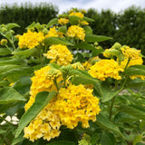 Set 2 Yellow Lantana Live Plant 4-6 Inches Tall