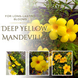 2 Deep Yellow Mandevilla Plants Live, Live Starter Plant, 4-6 Inch Tall