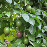 Purple Passionfruit Plant, Passion Fruit Plant Live, 4-6 Inch Tall