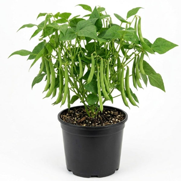 Green Bean Plant Live, Garden Vegetable Plant, 4 Inch Pot