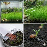 100 Aquarium Seeds Plants Live, Patio Container Plant