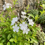 3 White Plumbago Live Plant, Flower Bush Vine Plant, 4-6 Inch Tall