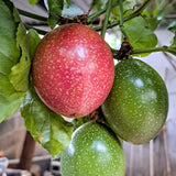 Red Live Passionfruit Plant, Live Starter Plant, 4-6 Inch Tall