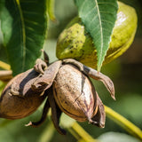 2 Pecan Trees, Starter Plant, 1-2 Ft Tall
