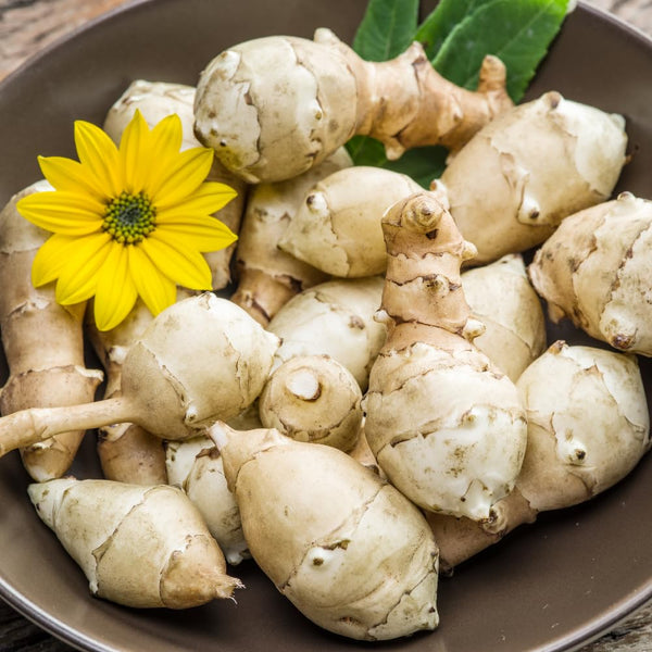 1 Lb Artichoke Live Tubers, Indoor Outdoor Plant