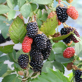 2 Large Blackberries Plant Live, Sweet Fruit, 4-7 Inch Tall