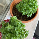 6 Greek Basil Live Plants, Ready to Grow Plant, 3-5 Inch Tall