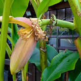 Cold Hardy Basjoo Banana Plant Live, Sweet Fruit Banana Tree 4-7 Inch Tall