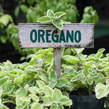 2 Cuban Oregano Plants Live, Garden Herb Plant, 4-6 Inch Tall