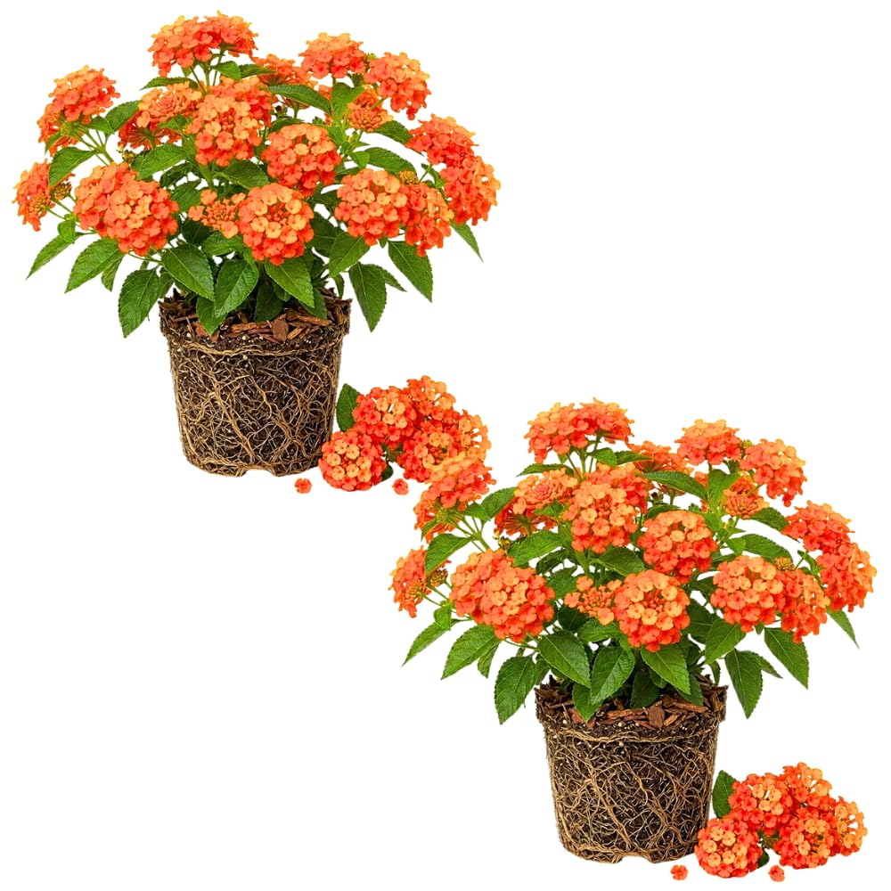 2 Bright Orange Lantana Live Plants, Lantana Flower Plant, 4-7 Inch Tall