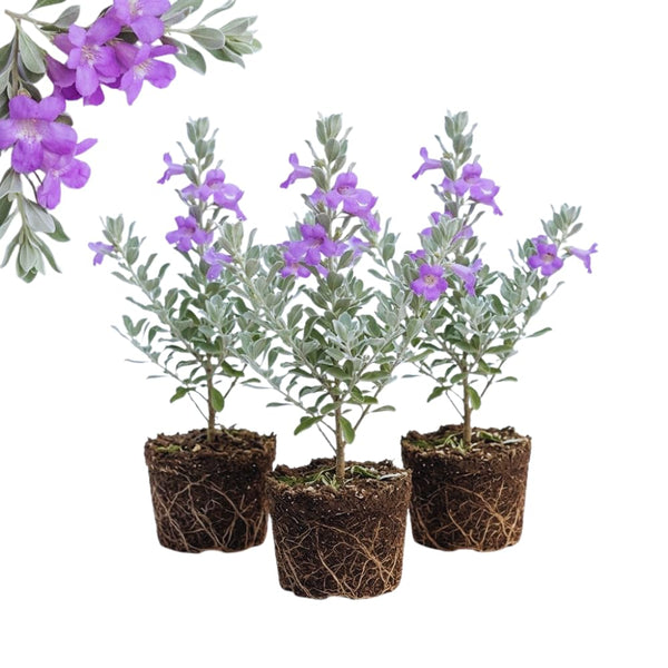 4 Salvia Sage Live Plants, Hardy Flower Plant, 4-6 Inch Tall