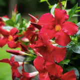 2 Vibrant Red Live Mandevilla Plants, Live Starter Plant, 4-8 Inch Tall
