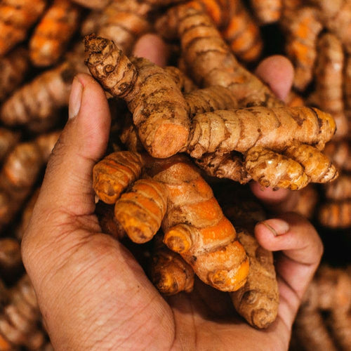 1lb Curcuma Turmeric Rhizomes