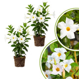 2 White Mandevilla Plants Live, Indoor Outdoor Plant, 4-6 Inch Tall
