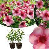 2 Pink Live Allamanda Plants, 4-7 Inch Tall, Fragrant Fowers for Growing