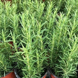 Sets 4 Rosemary Plants Live 4-7 Inches in Tall, No Pot, Fast-Growing, Fragrant Fresh Herb Plants for Outdoor Garden, Patio, or Container Planting (High-yielding)